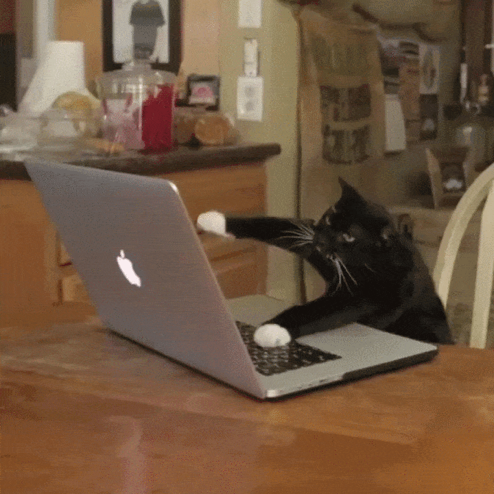 cat is sending request